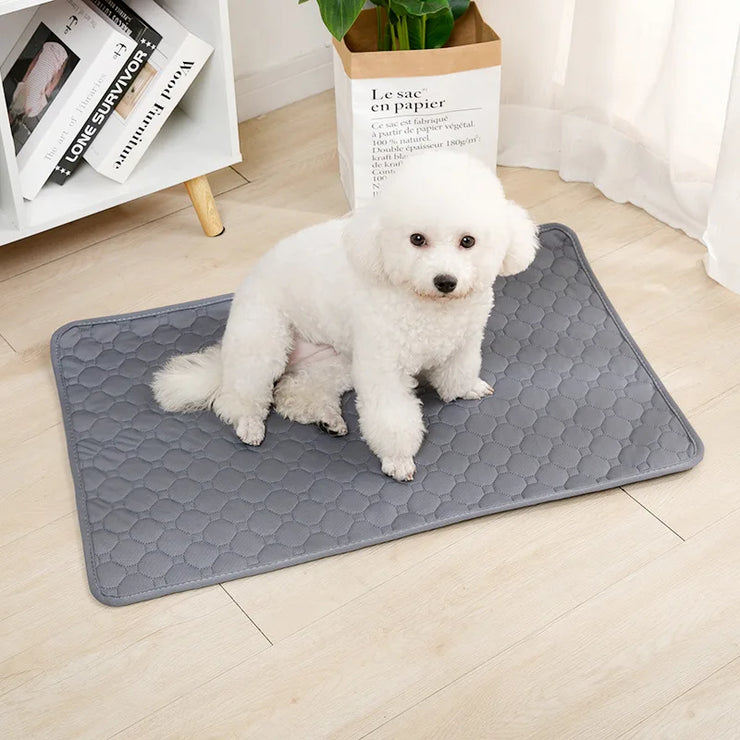 Dog sitting on a gray EcoComfort Washable Pee Pad & Pet Blanket on wooden floor.