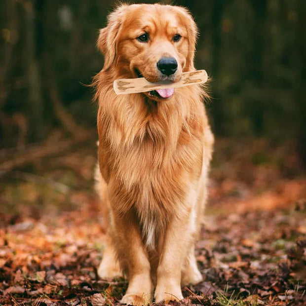 Golden retriever holding a Natural Dog Chew Stick made from sustainable coffee wood.