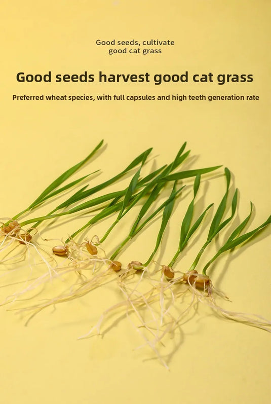 Hydroponic Cat Grass Box
