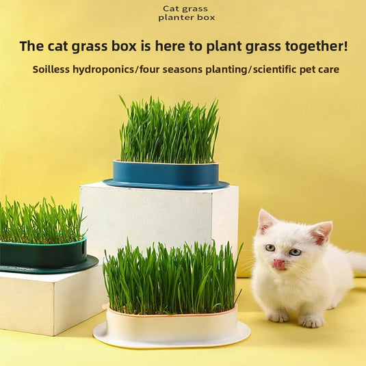 Hydroponic Cat Grass Box