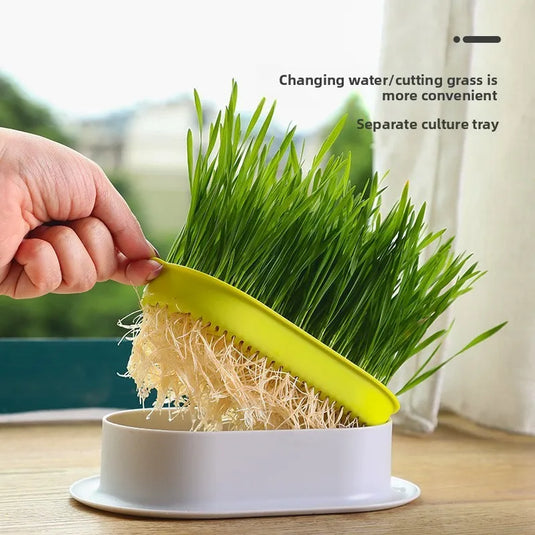 Hydroponic Cat Grass Box