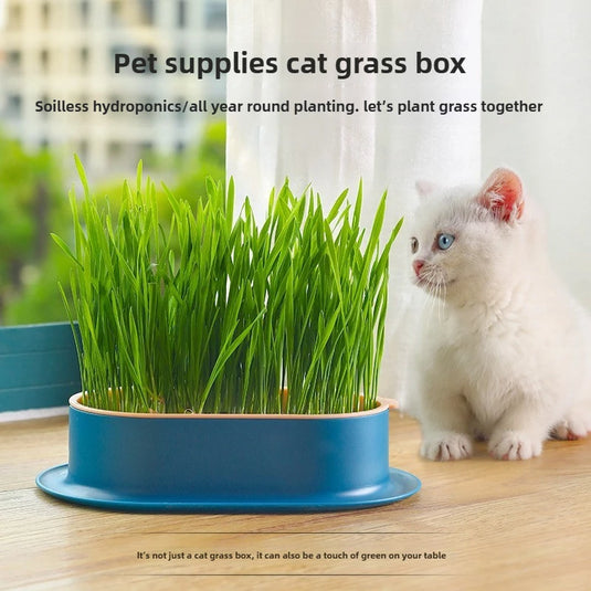 Hydroponic Cat Grass Box